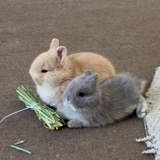 聪明坨🐰笨蛋球🐰淘气罐