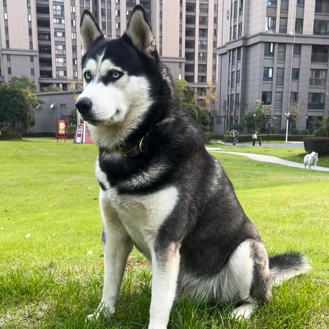 Husky哈哥