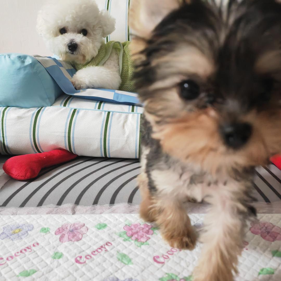 牛宝🐶の小旺仔