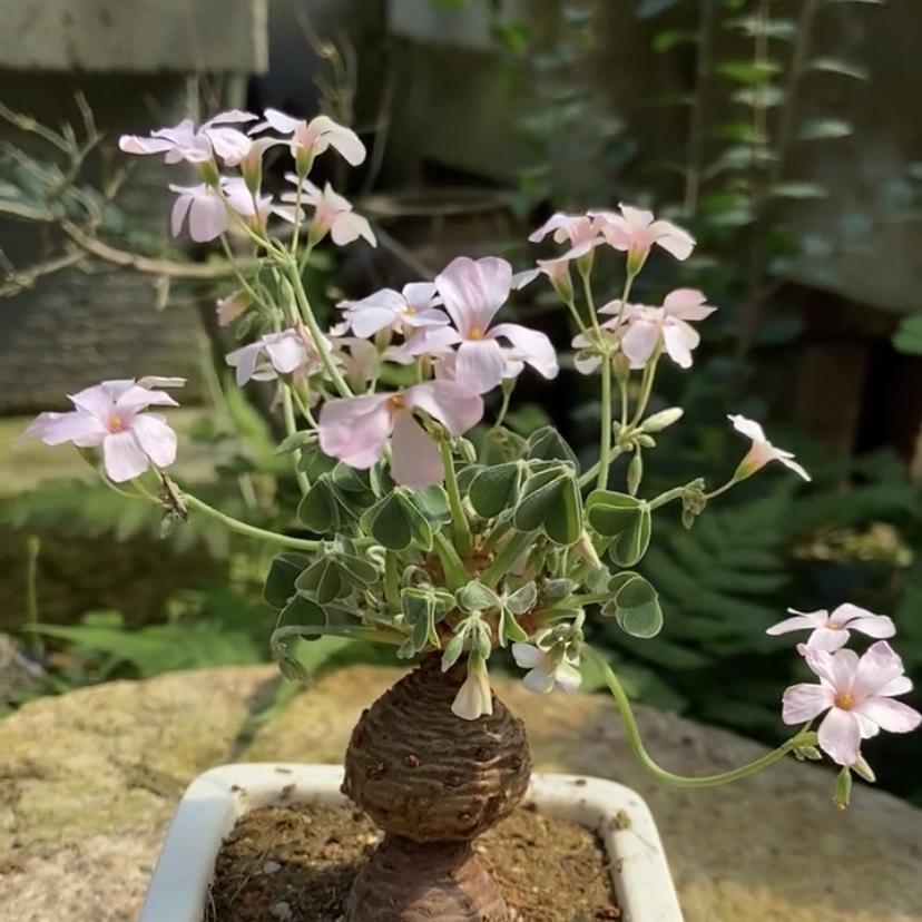 小马wan酢浆草