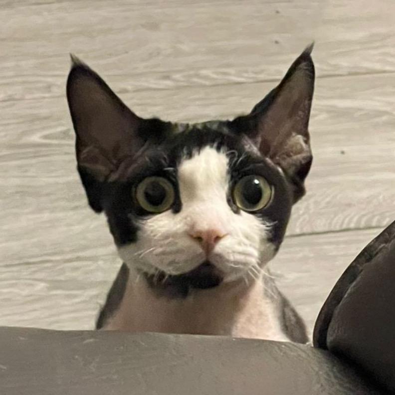 🔥豬八戒👻👀