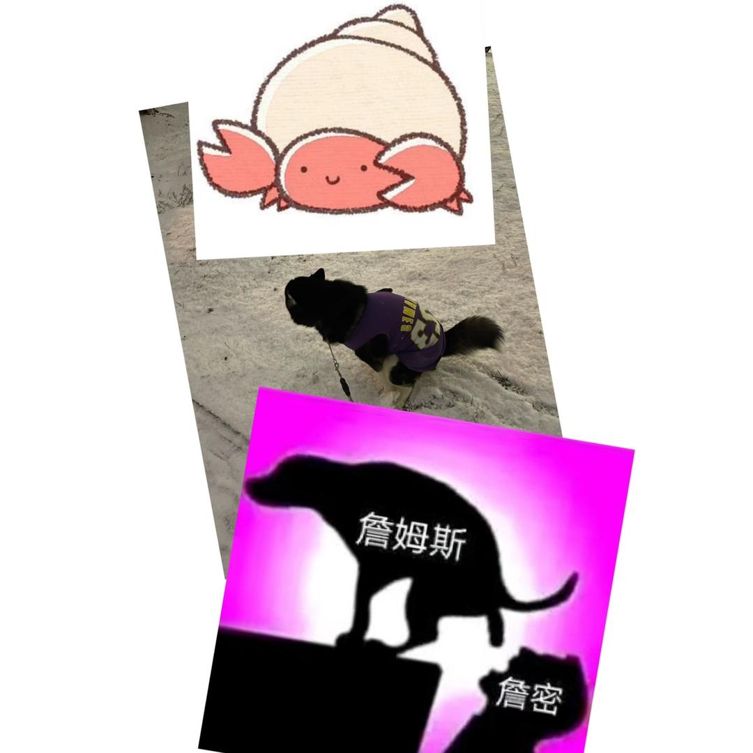 不二是条狗