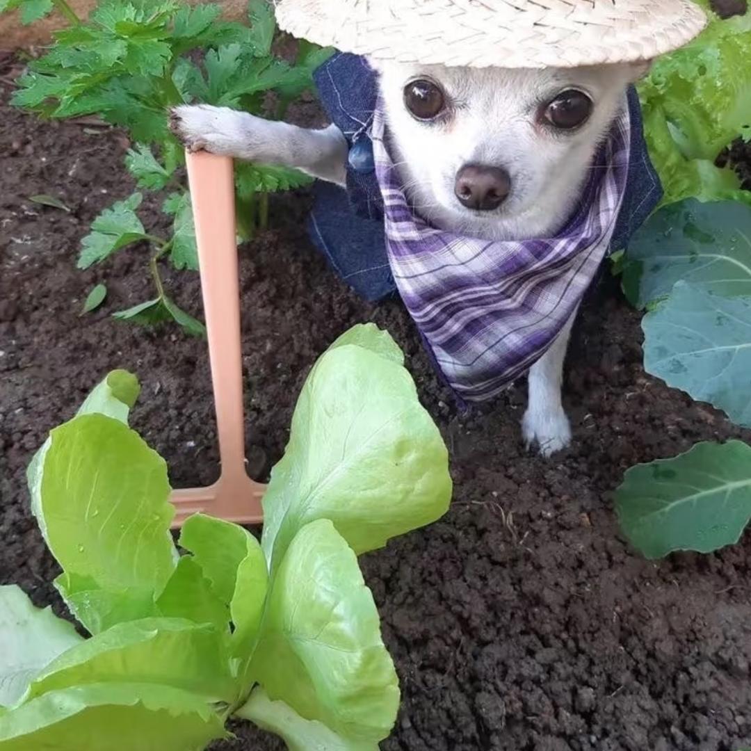 记得那束花