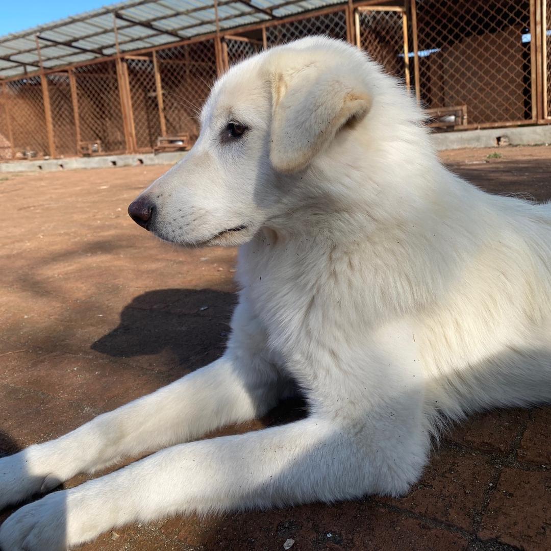 黑龙犬