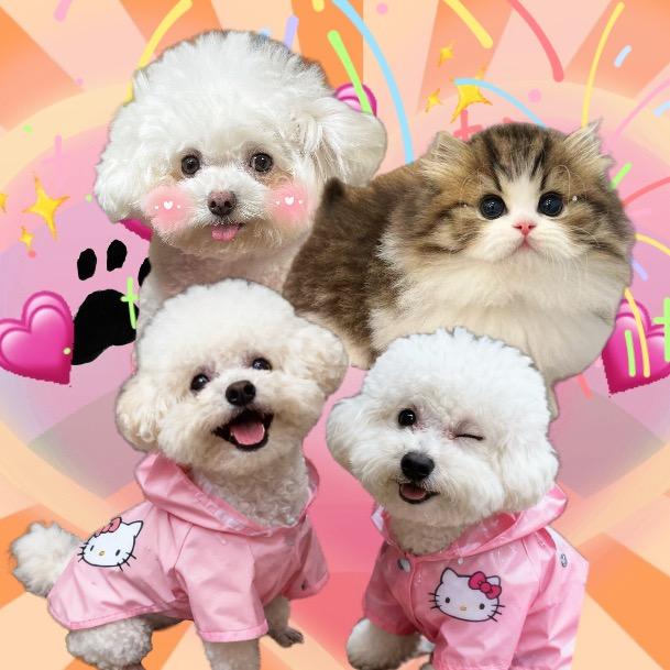 轩轩的猫狗日记