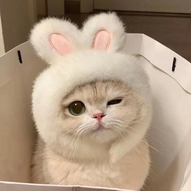 福得猫宁