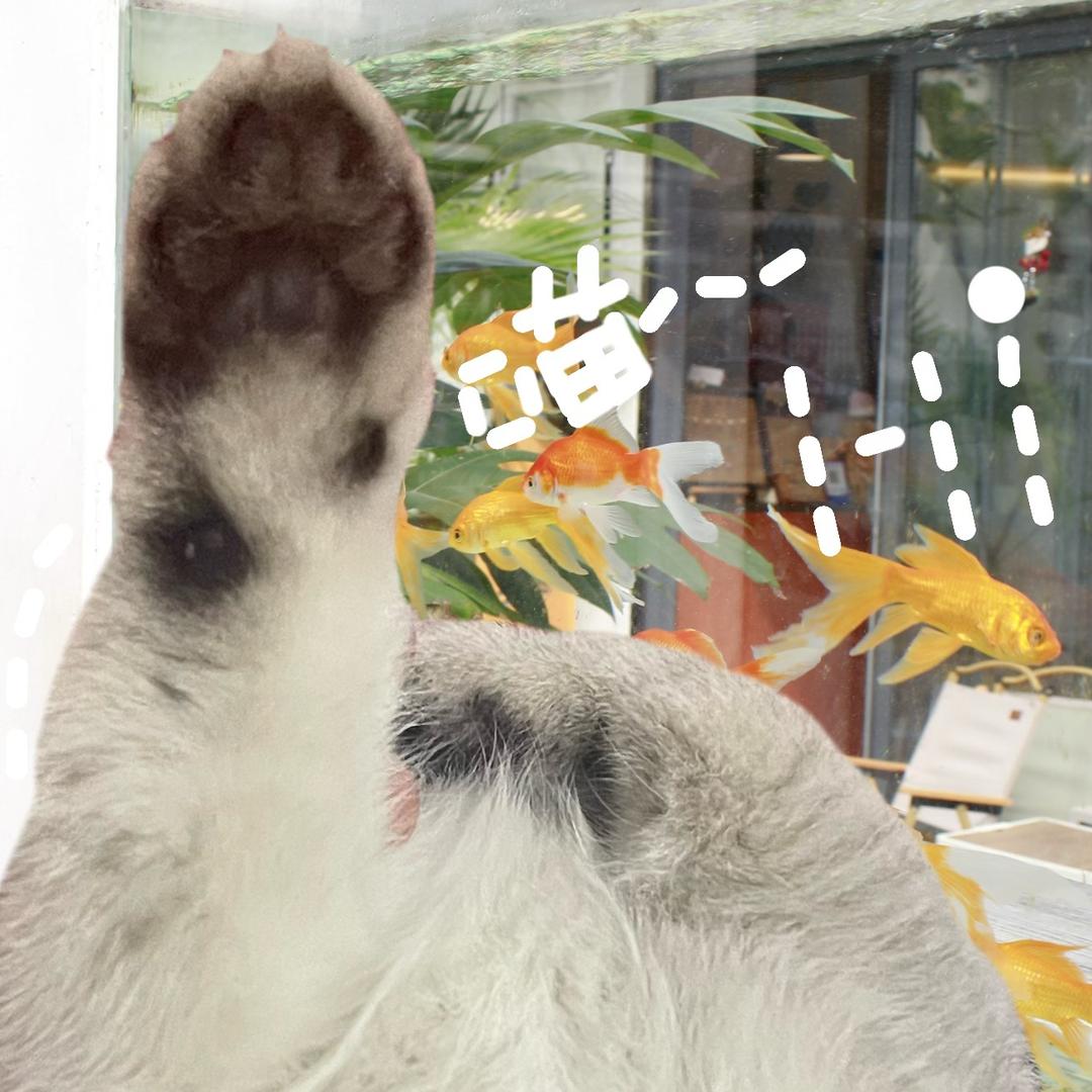 枝枝是小猫🐱