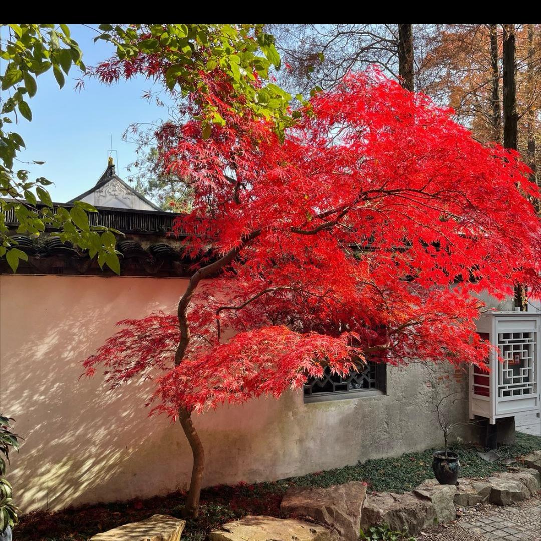 枫情园艺