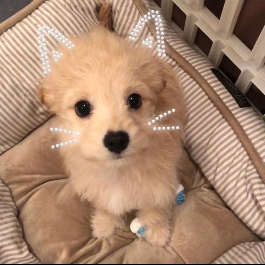 一颗小芒^