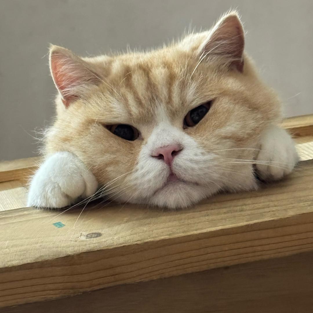源琪