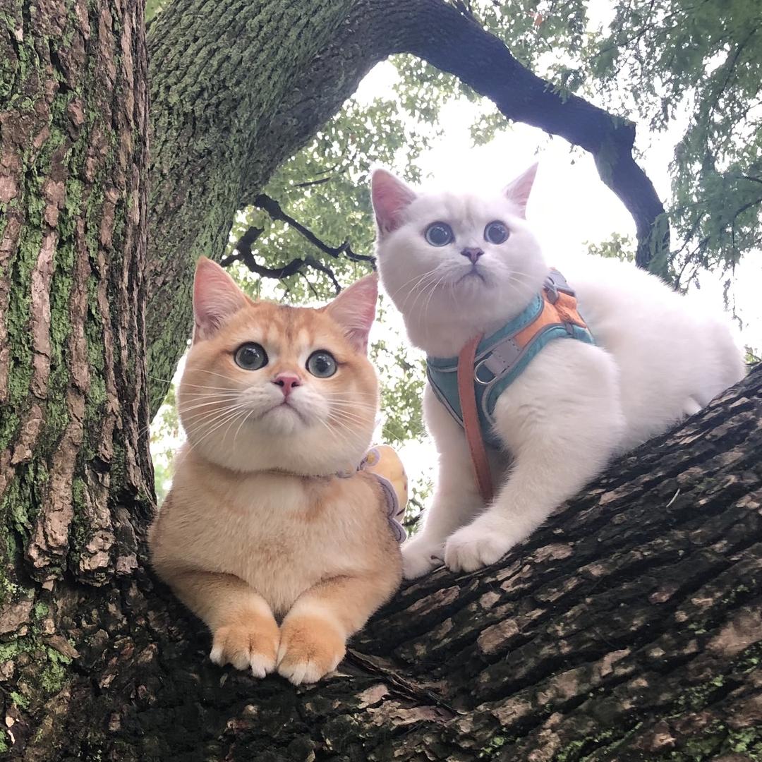 崔崔的猫