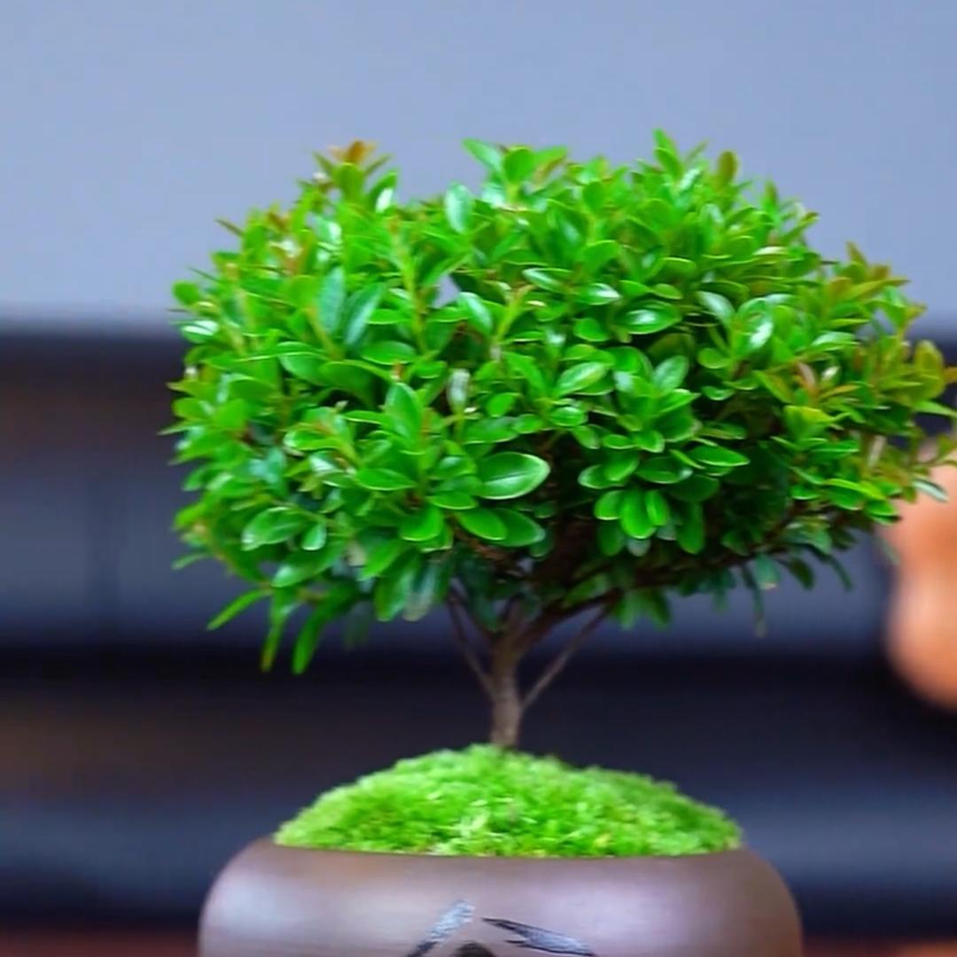 微笑花卉