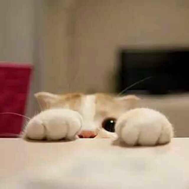 果果木果果
