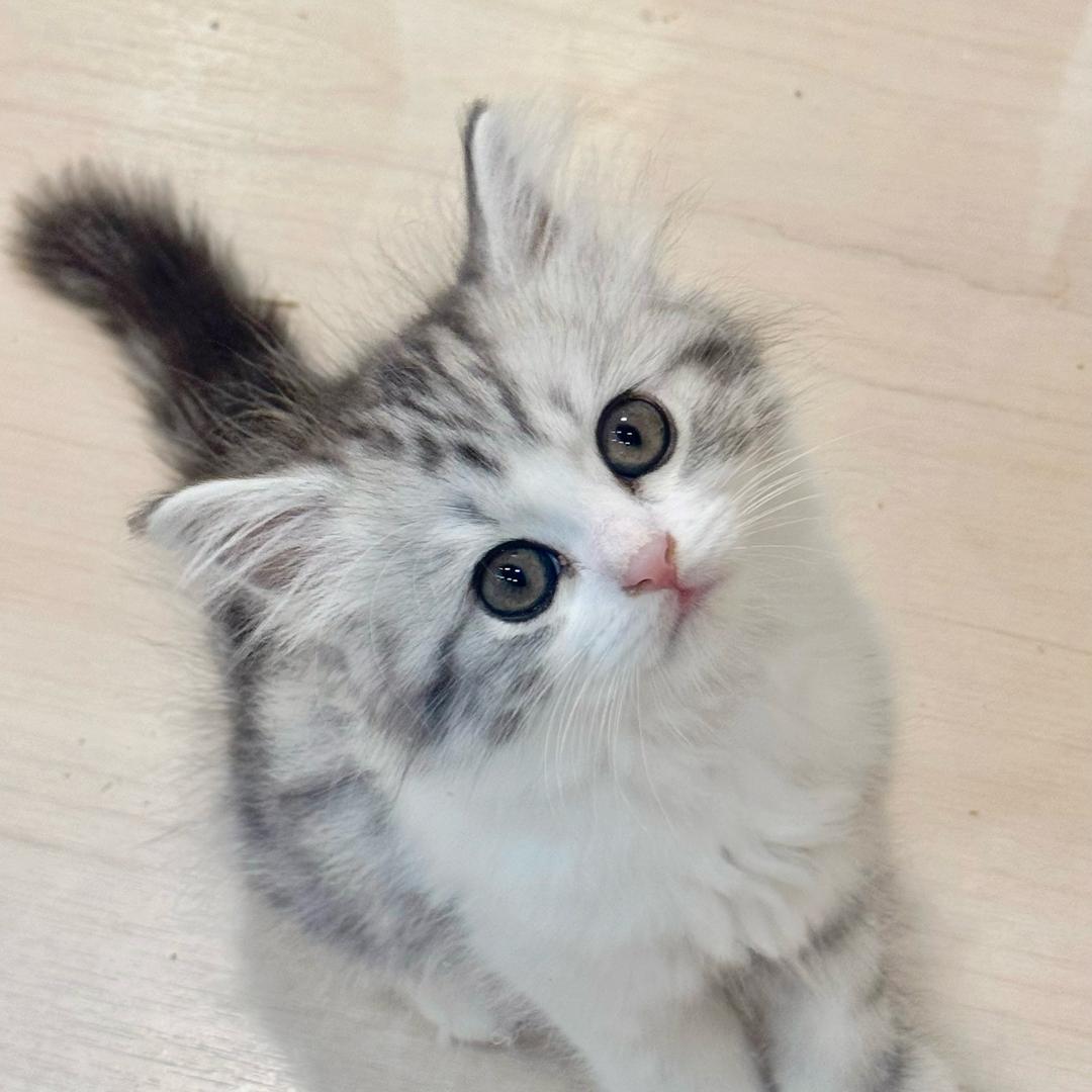 永远相信吴花卷