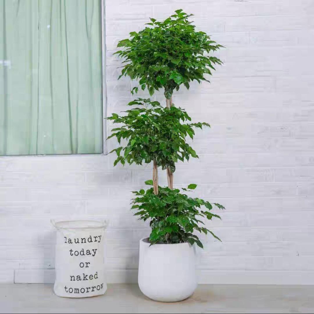 碧易园艺旗舰店