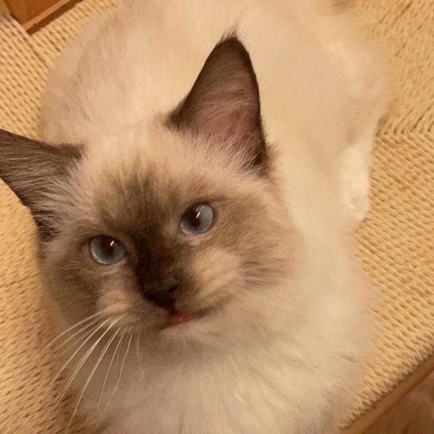 猪友