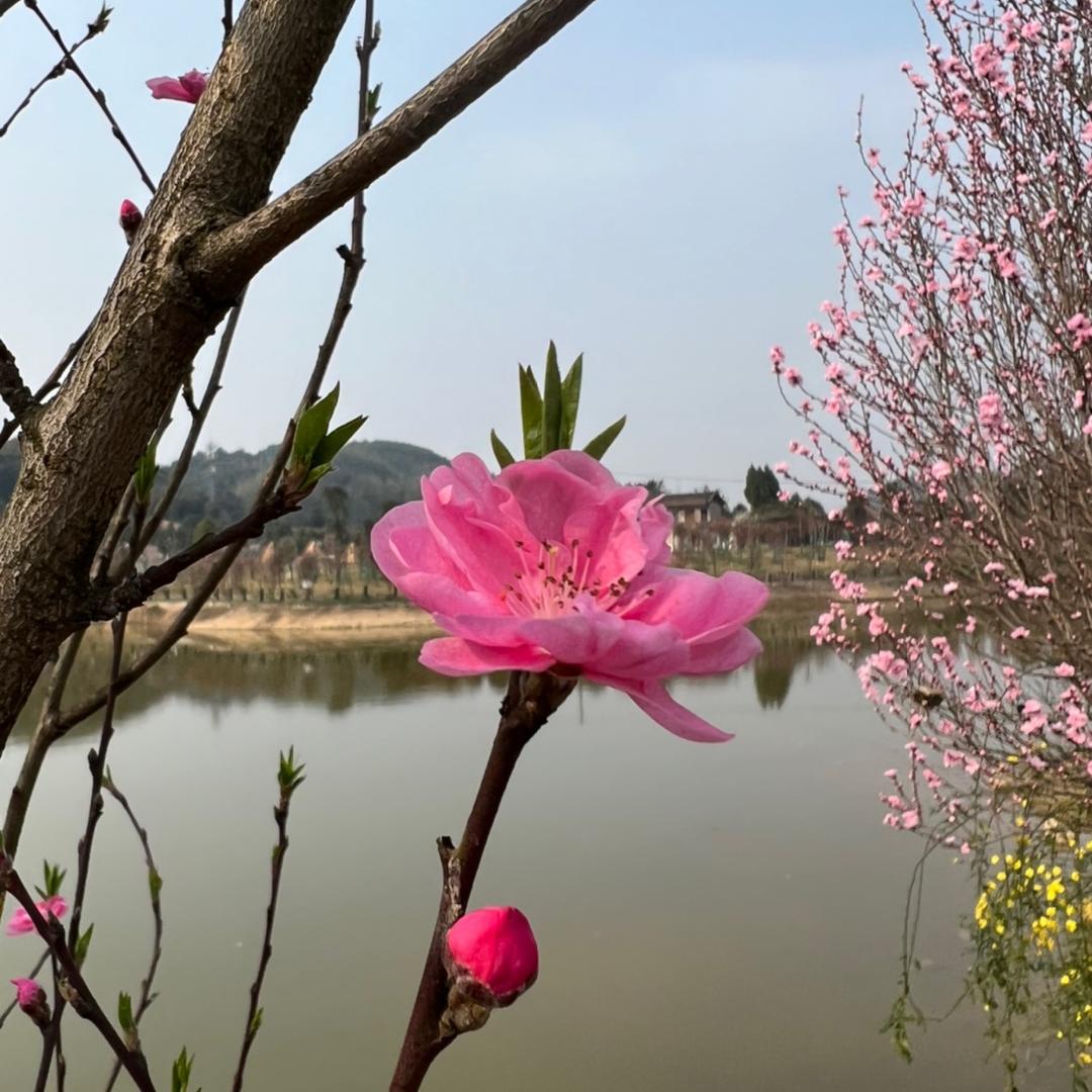 @阿颖