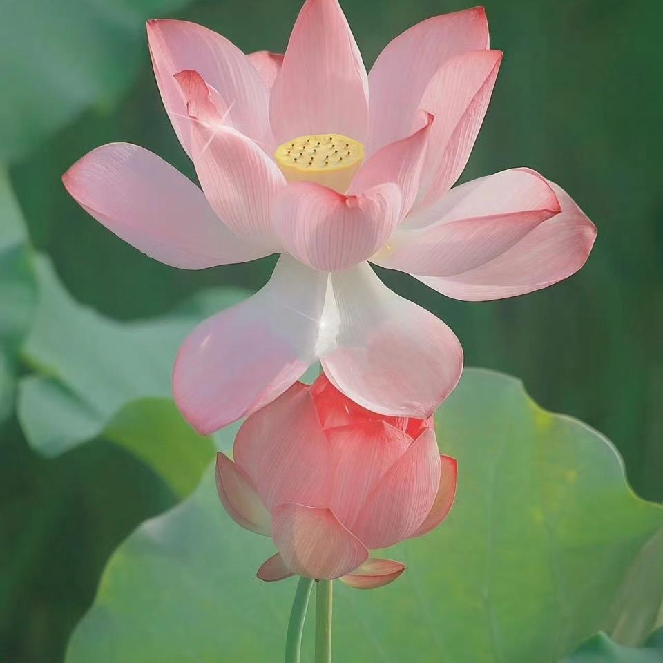 莲花通