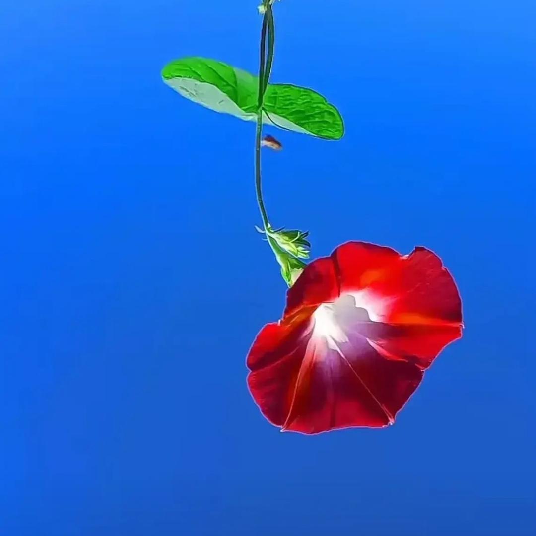 奥特曼【拒绝❌私聊】