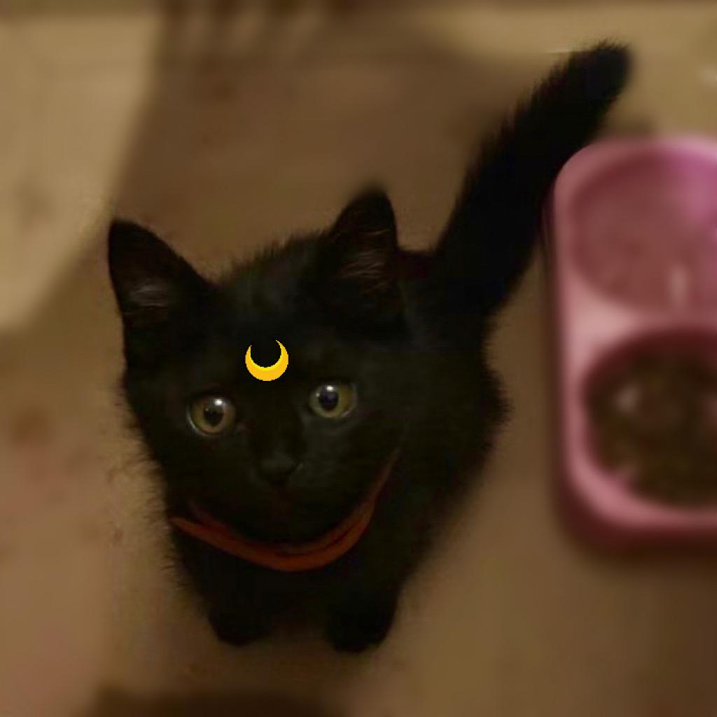 月野猫儿