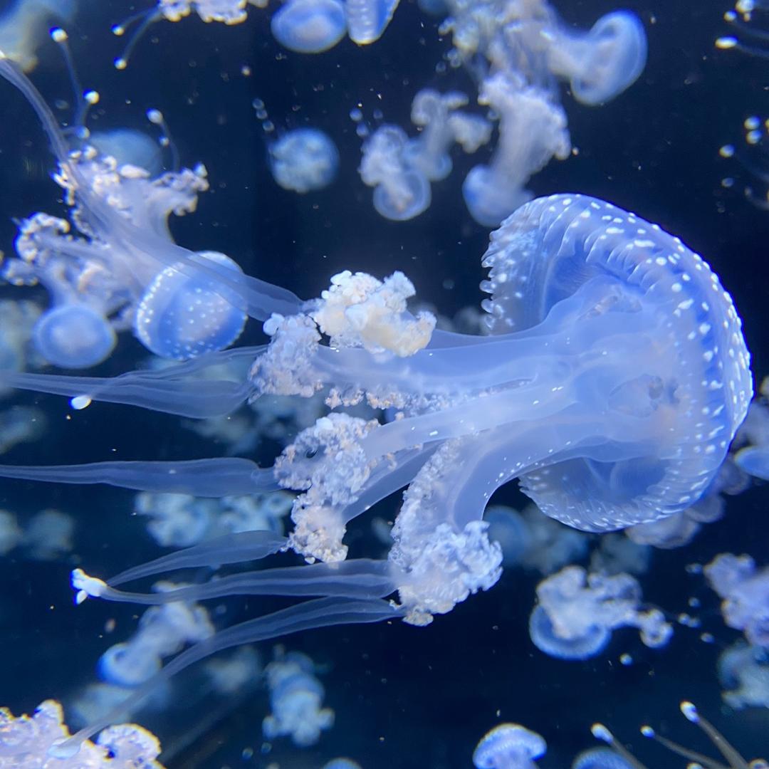 洋仔（美丽行）