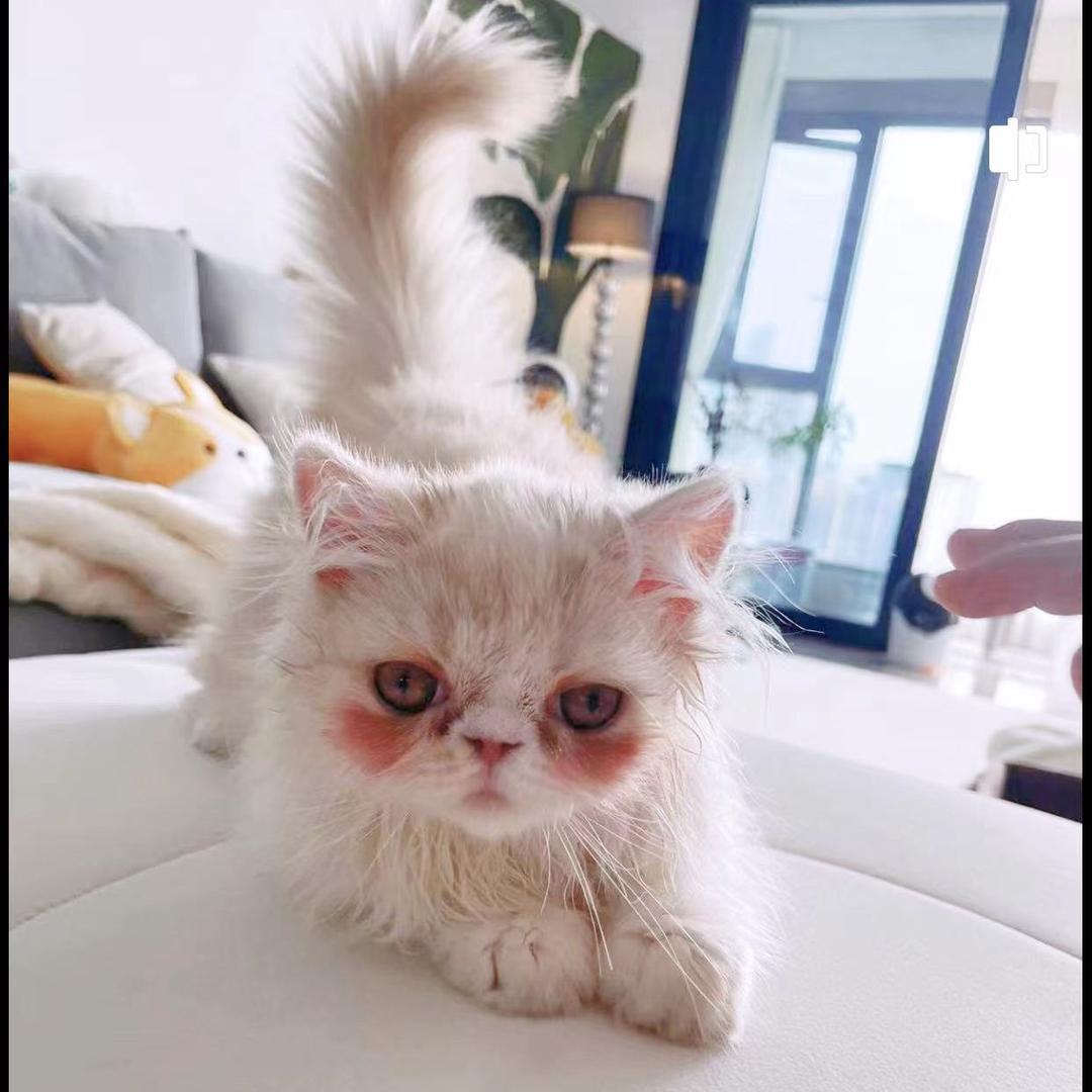 开饭喵