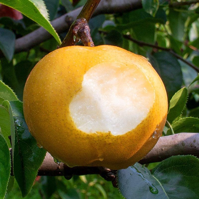 然悦喜星苗果树苗木专卖店