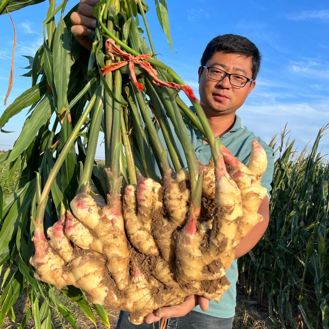 青丰健小唐走姜地