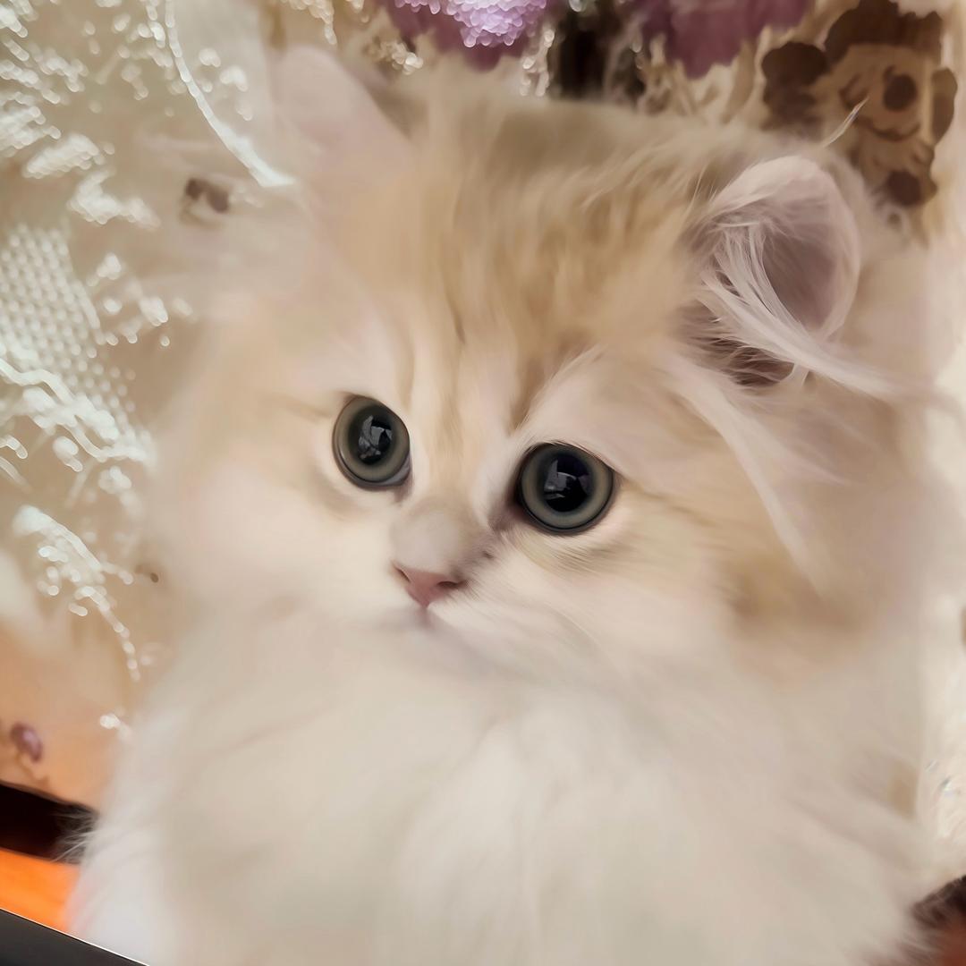 猪猪小宝