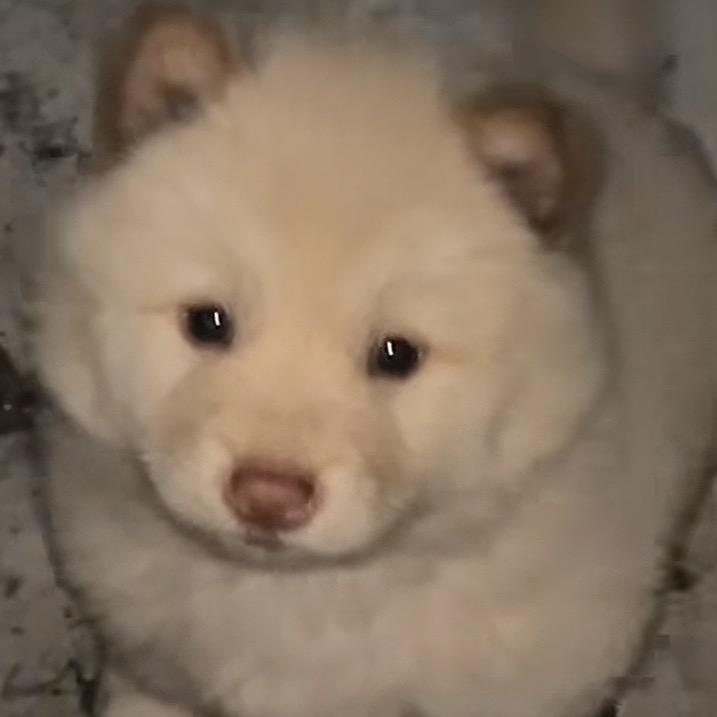 Taotao