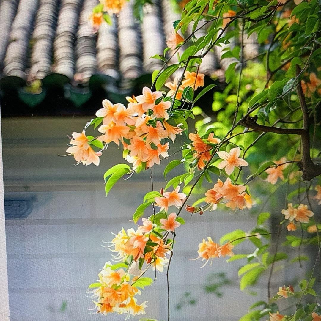 陌上花开