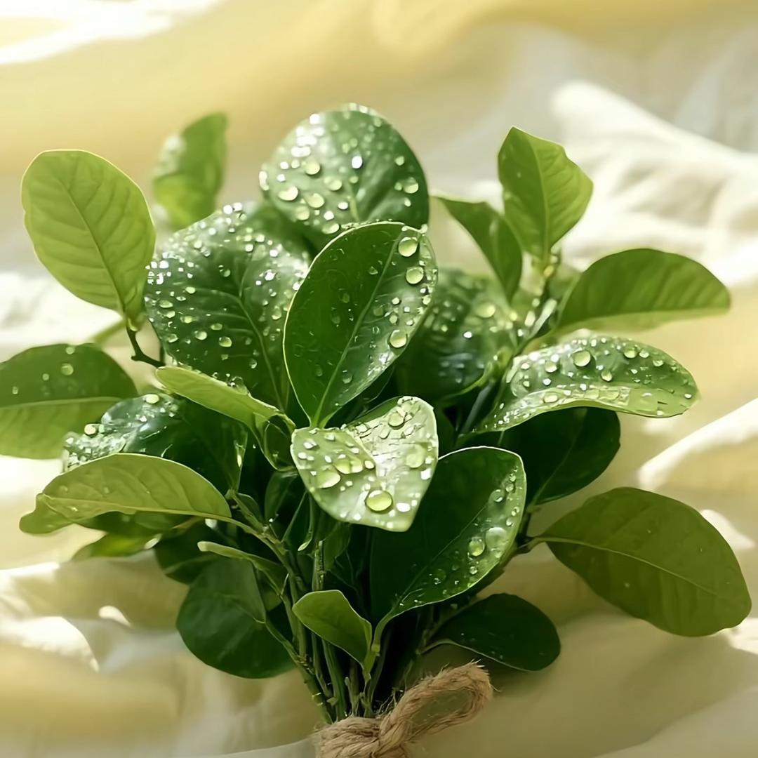 🚬ღ໊涅槃💘重生࿐ᩚ