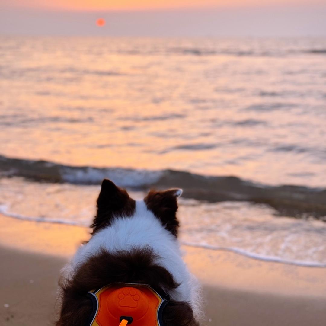 锦鲤小吴
