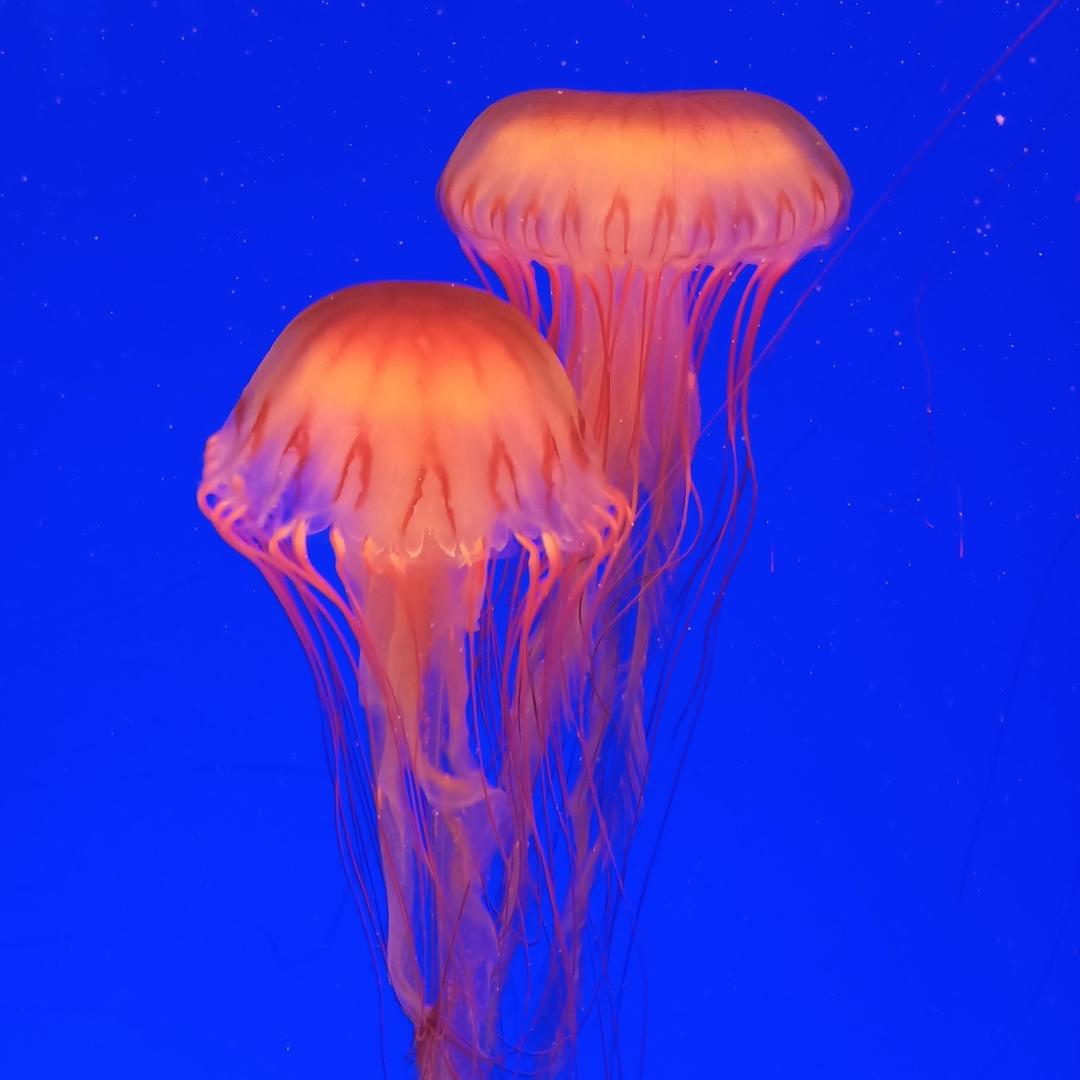 糯萱