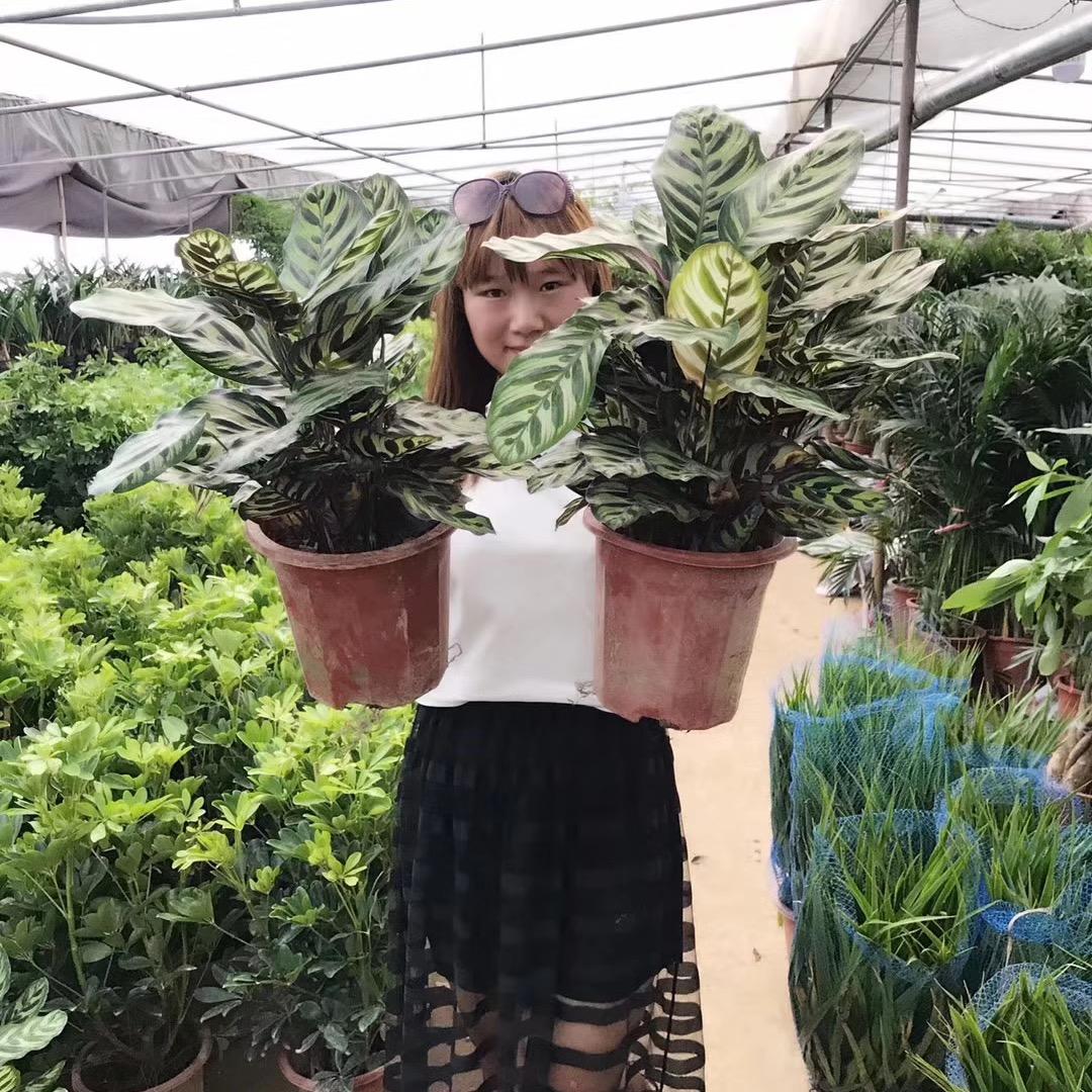 意萱花卉