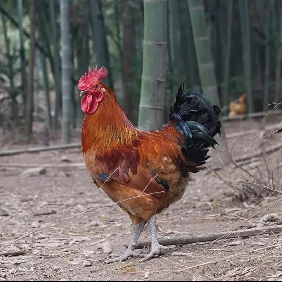 耂甼苼䉳