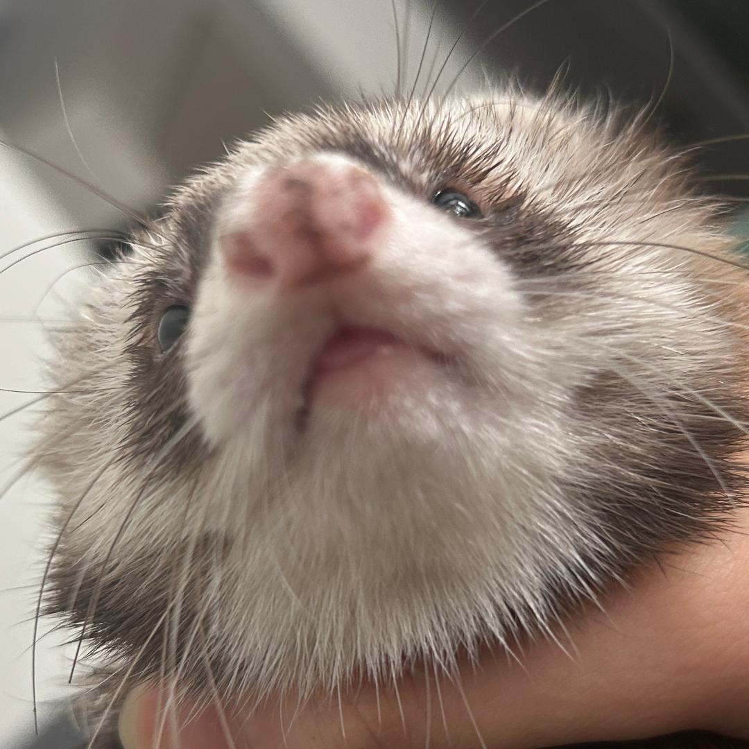 人皮扣（无气息之