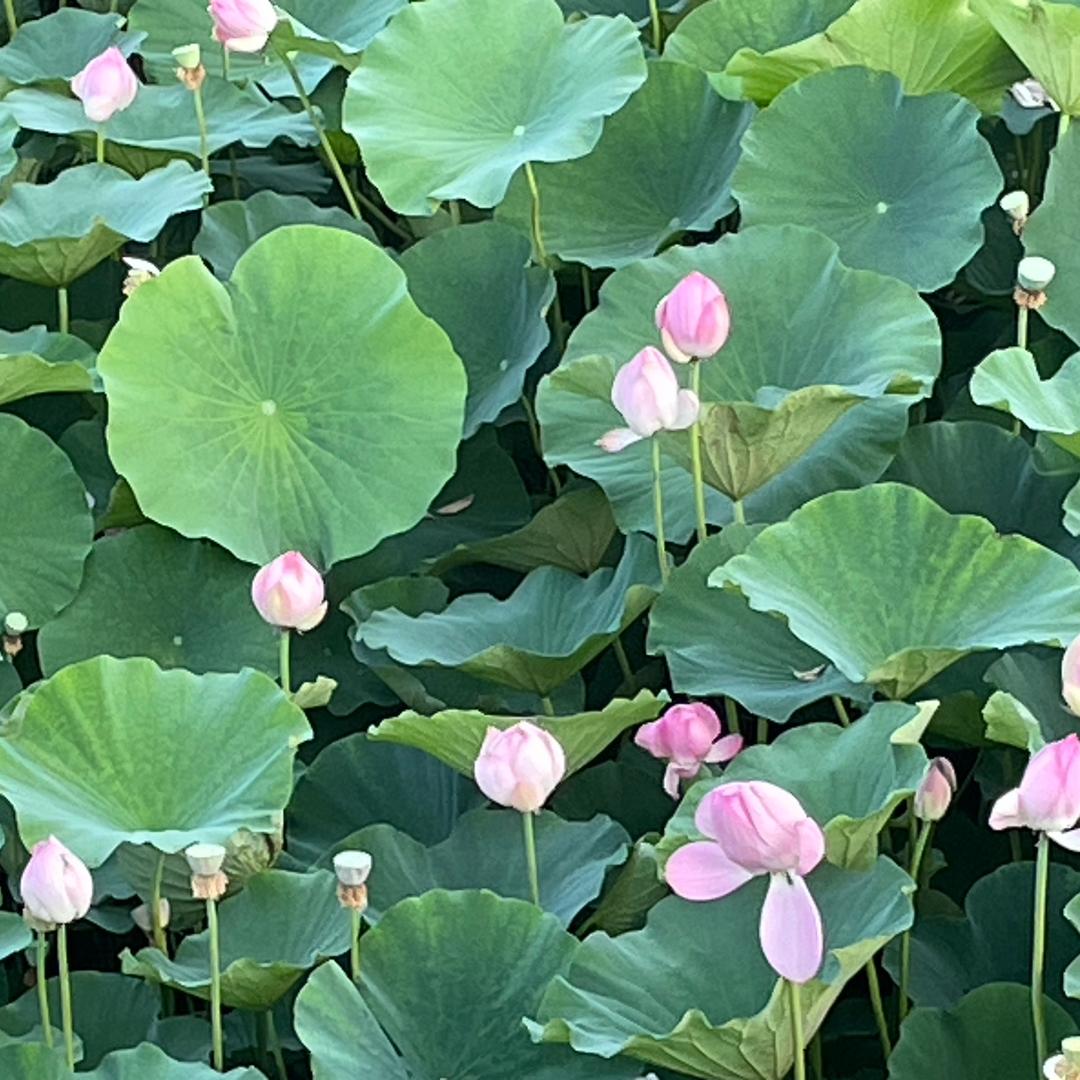 顺其自然JG