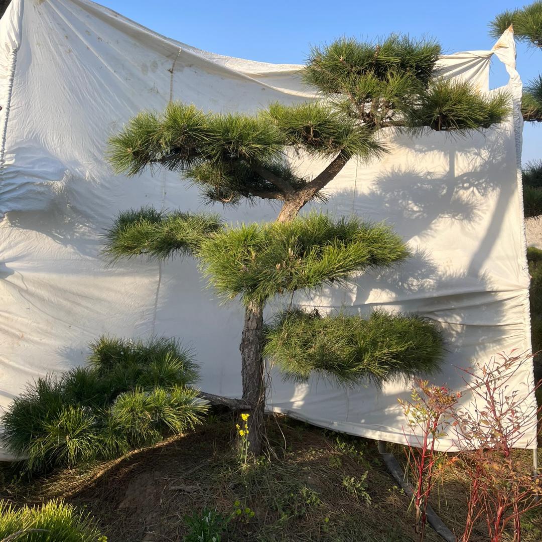 格欣苗木园林
