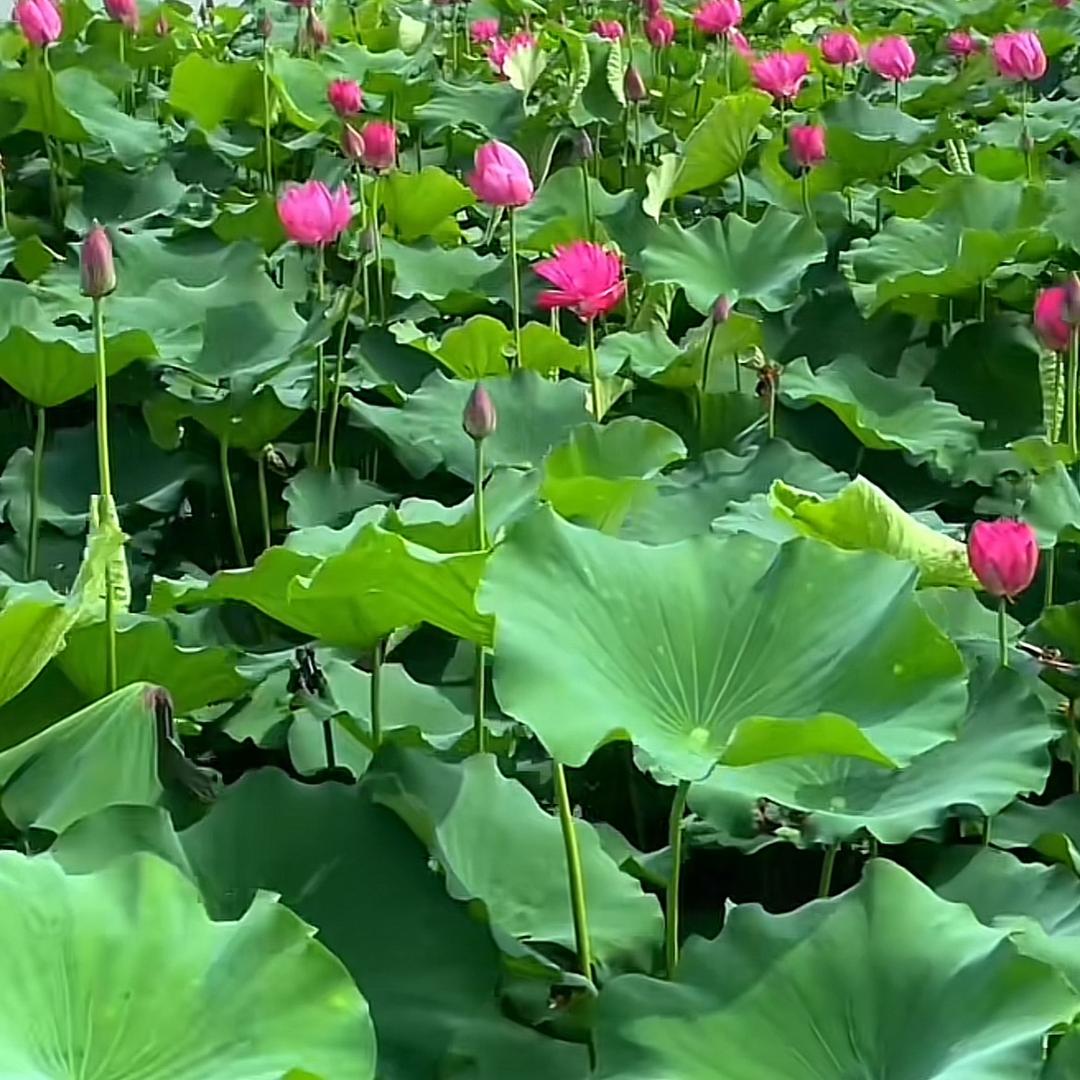 鑫鑫甲鱼