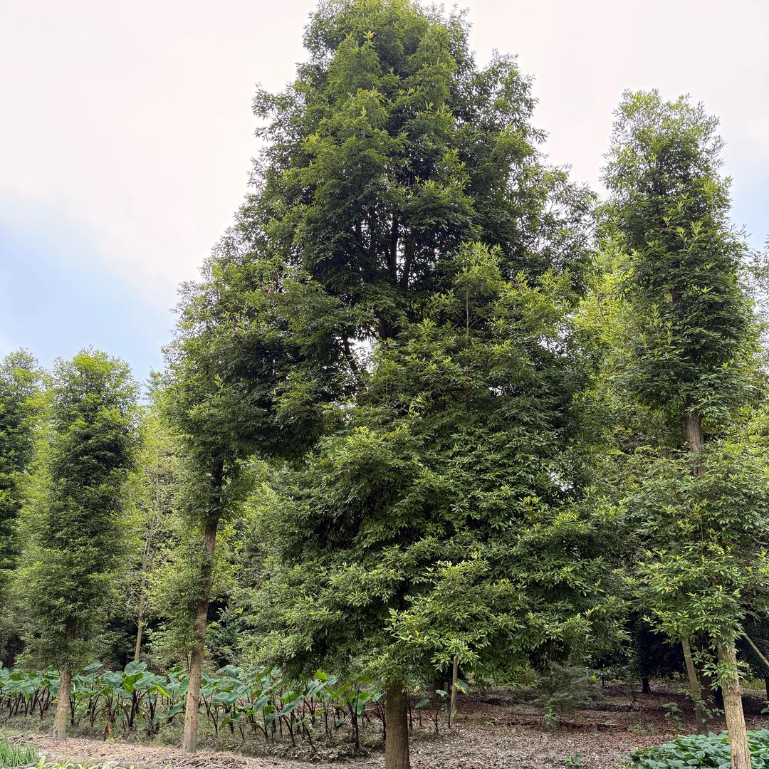 金丝楠木苗圃基地