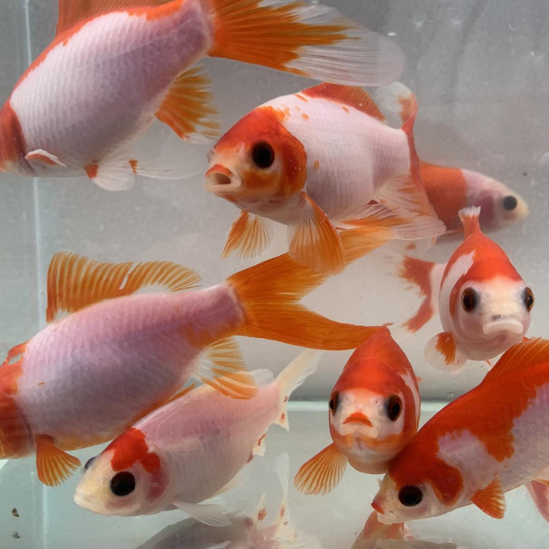 阿坤观赏鱼养殖厂