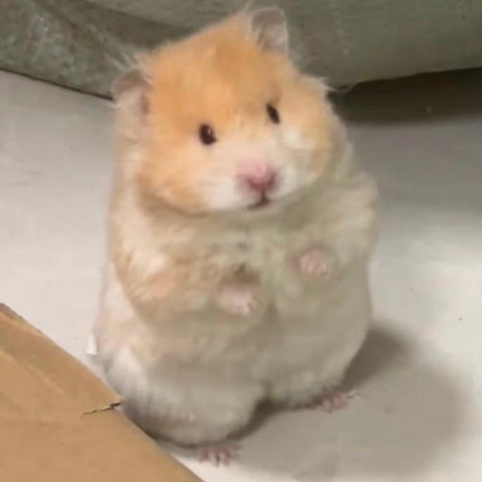 汉谟拉比