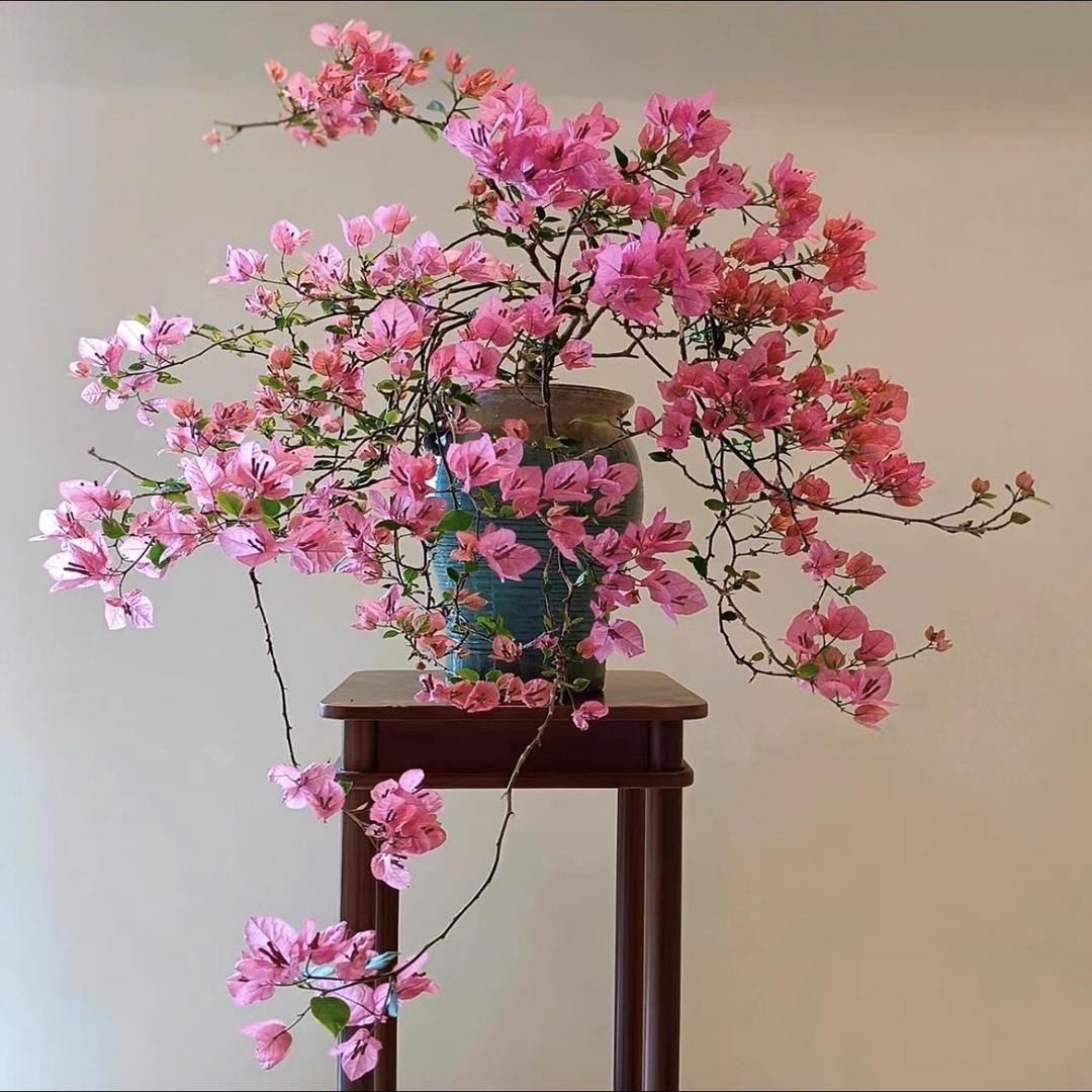 花涧溪三角梅花卉