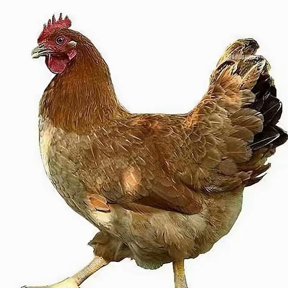 一只鸡.