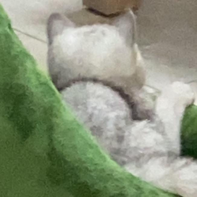 茶妹不吃猫粮