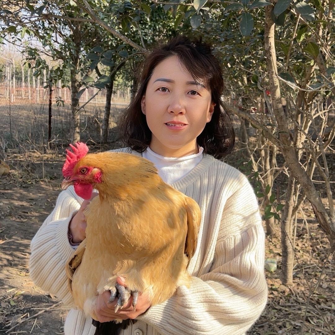 小丽家散养土鸡