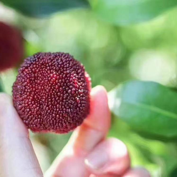 梅你好仙居杨梅