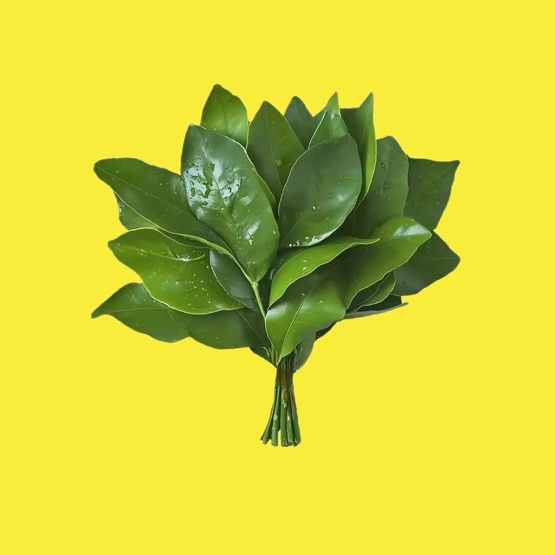 樊樊小宝贝