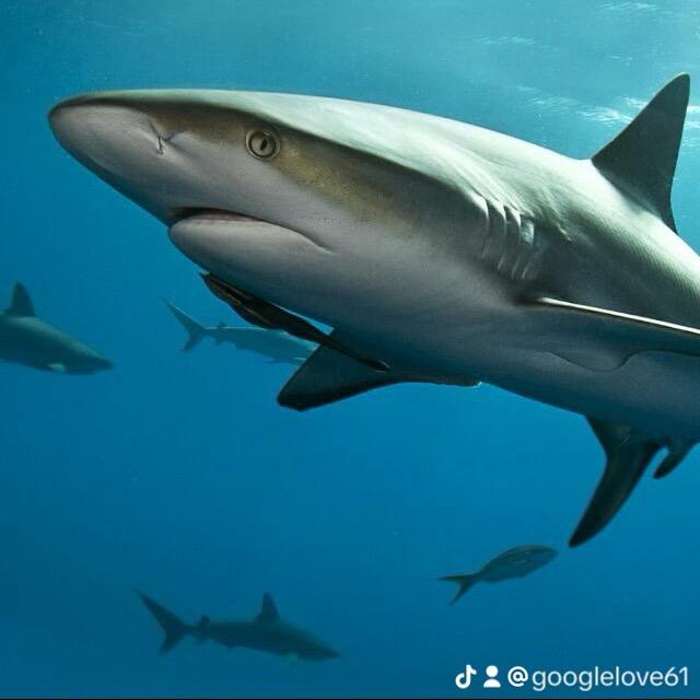 超级双层牛汉堡